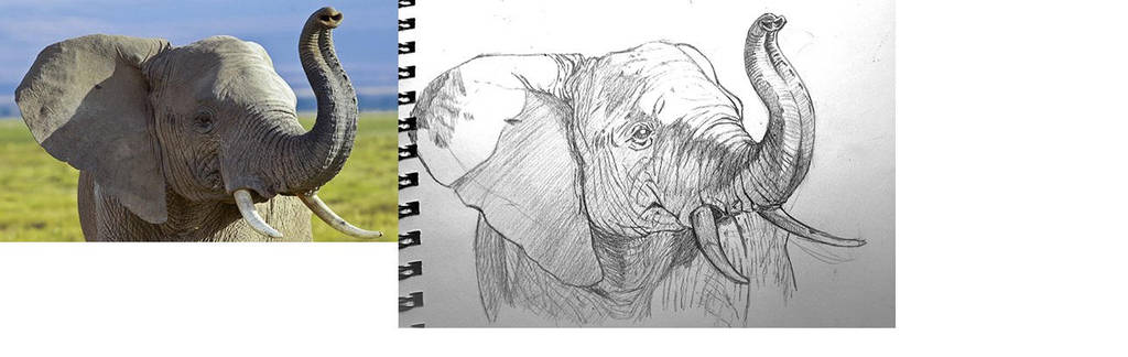 Elephant by deviantbluebug