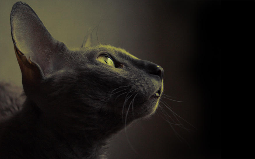 Cat 3 by dblg