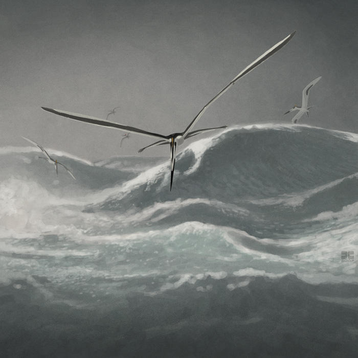 Storm Birds by jconway