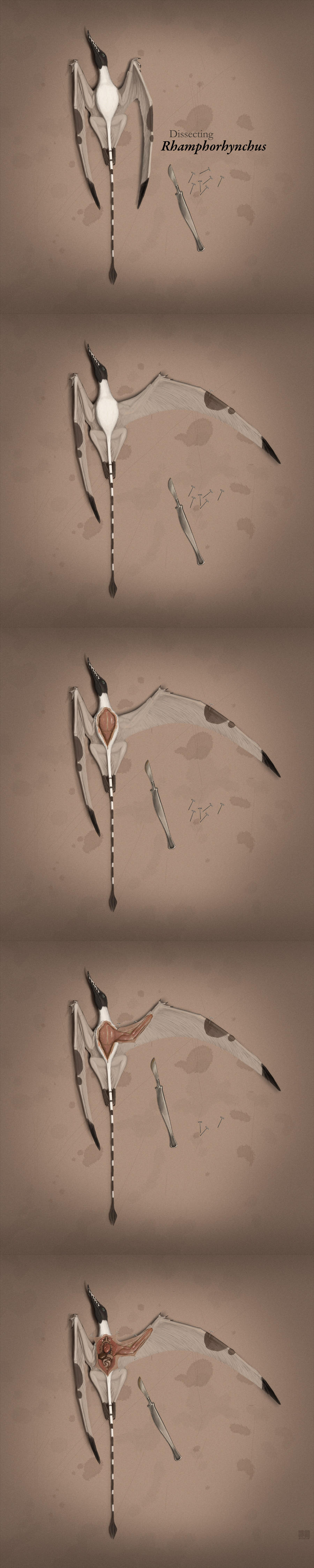 Dissecting Rhamphorhynchus by jconway