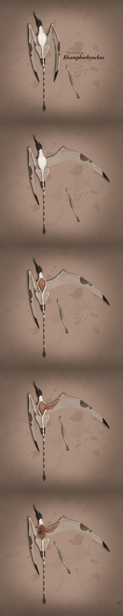 Dissecting Rhamphorhynchus by jconway