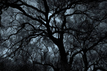 Single Tree - Sistema Nervioso by rasecphotograpy