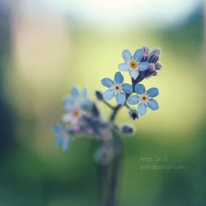 Don't you forget me by anxiri Don't you forget me by anxiri