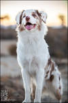 Happy-go-lucky by XetsaPhoto