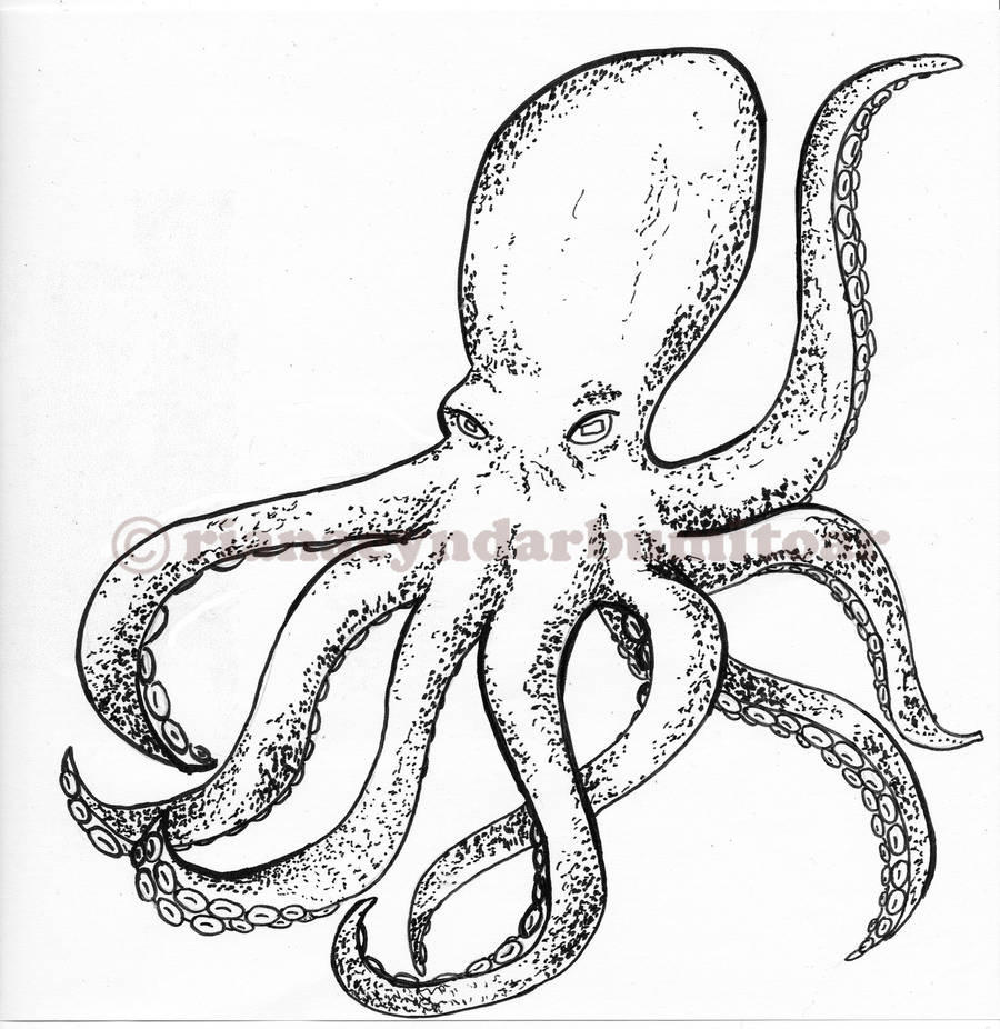  octopus sketch by rianacyndarbumitoar on DeviantArt