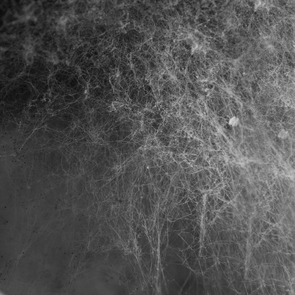 The cobweb mould texture by NickiStock