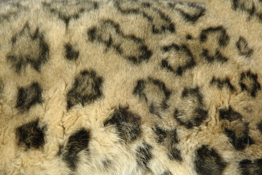 Fur Texture by NickiStock