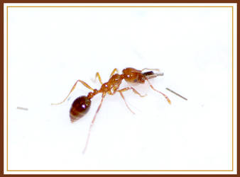 Fire Ant Hair Theif by Snigom