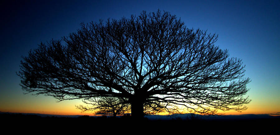 One tree by SergioGonzalez