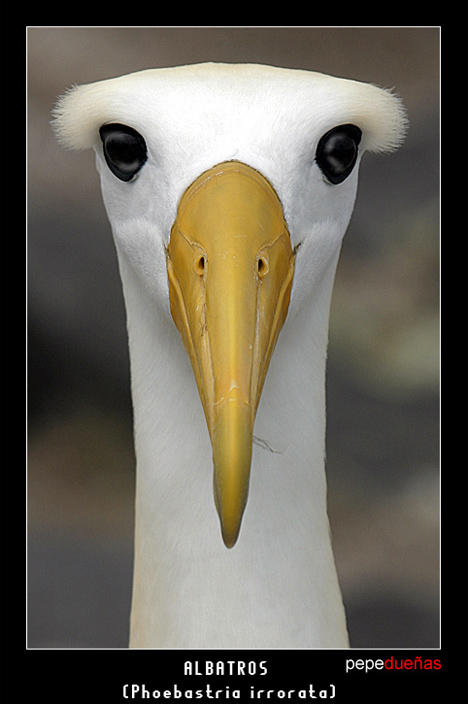 Albatros by Pepedu