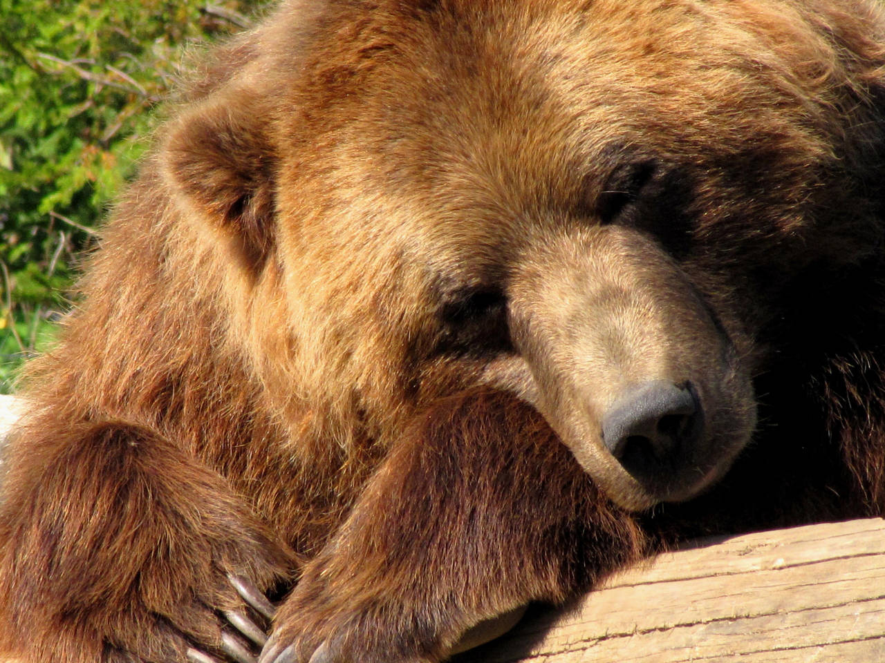 Sleepy bear by CierraFrye