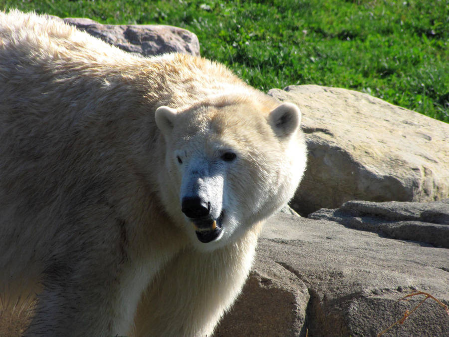 Polar bear by CierraFrye