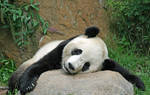 panda 13 by Sophie-Y