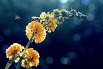 lantana jaune by EchoRukia