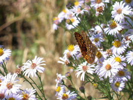 Butterfly by SoChic28