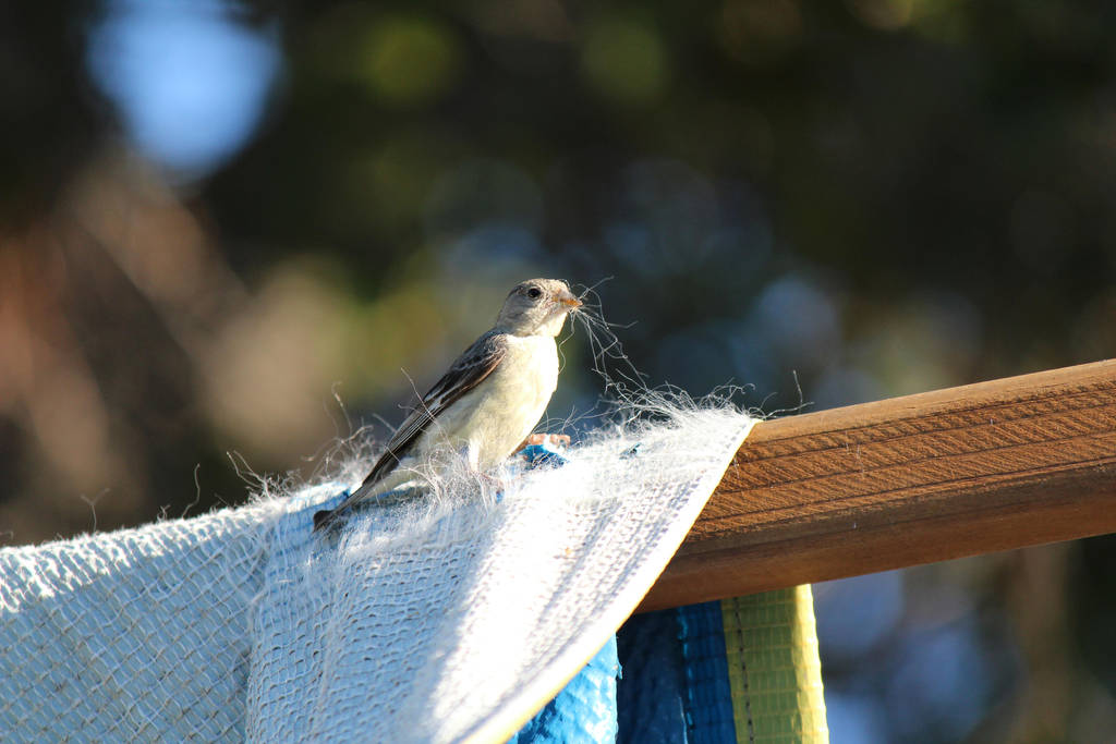 Nest Building by AtomicBrownie