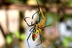 smile spider by rocker-sanjog