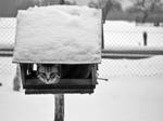 Cat Feeder by efffkaK