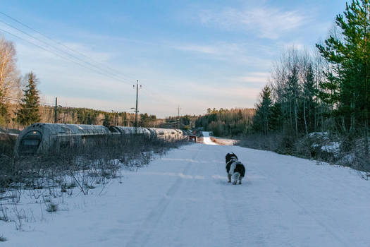 My dog watching the train pass by by silentmemoria