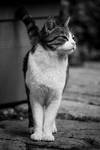 A cat with a happy grin - Malta - 53 by silentmemoria
