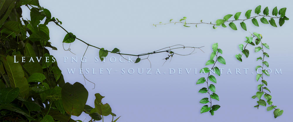 Leaves PNG Stock 4 by Wesley-Souza
