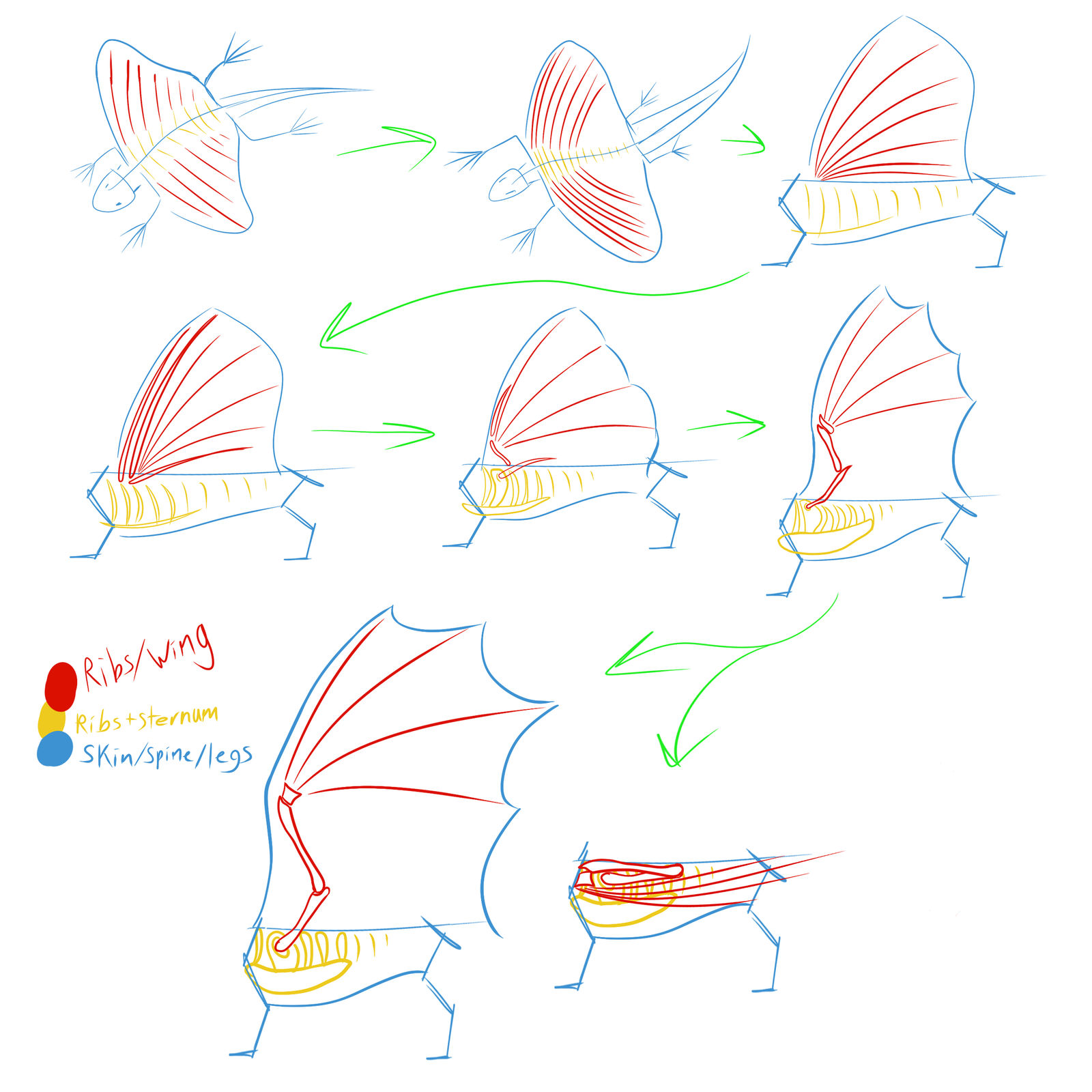 Dragons: Ribs to Wings Evolution Speculation by horse14t