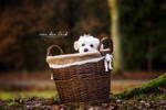 Little fluffy puppy by IllusionoftheDay