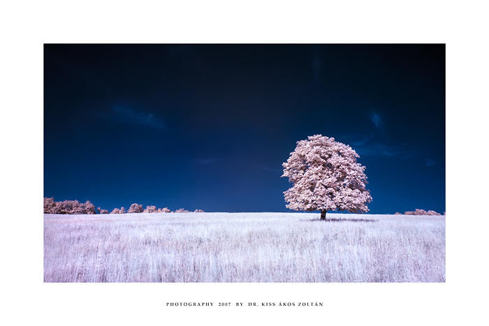 The Tree of Time by DimensionSeven