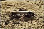 Smoked by nonameface24