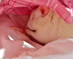 Pinky Maya by LiMelilo