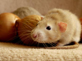 Kawai Orange Oignon by LiMelilo