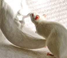 Neige avec Maya by LiMelilo