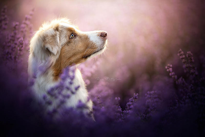 Lavender Dream by Wolfskuss