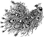 Peacock by Gery18