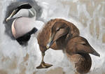 Eider study by Renum63