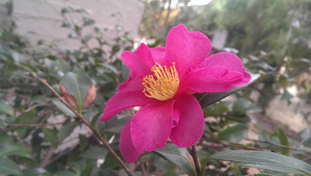 Pink Flower Yellow Center By Timothyjamesgreen On Deviantart Pink Flower Yellow Center By Timothyjamesgreen