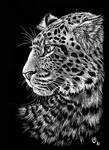Scratch art: Chinese leopard by olvice