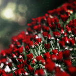 from the sky by meyrembulucek