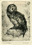 owl by kawachi-a