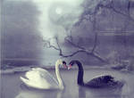 yin and yang by Creamydigital