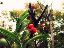 red berries by Erica-fearless