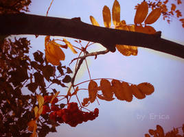 mountain ash 2 by Erica-fearless