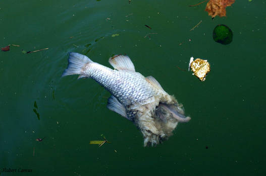 poisson parisien by photo-graphique