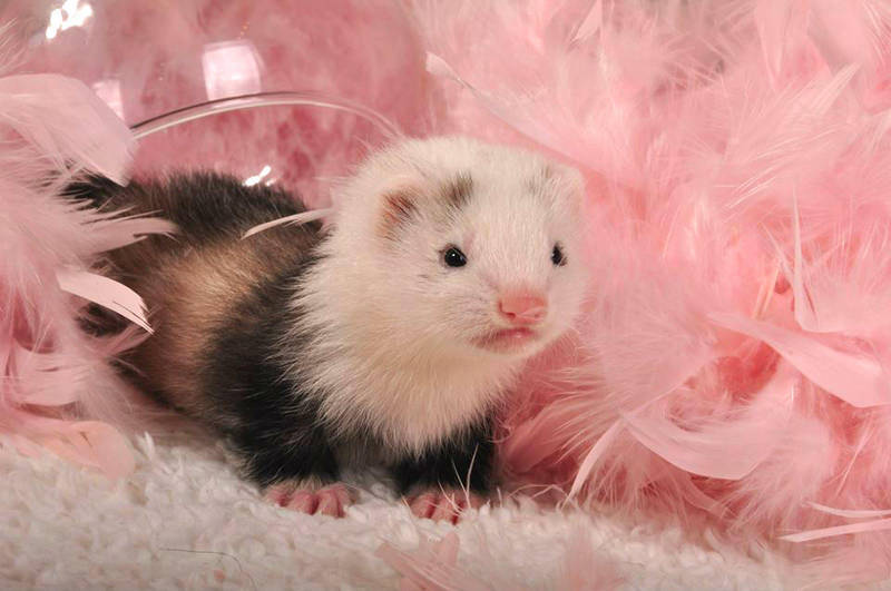 New baby ferret by Aya-Lunar New baby ferret by Aya-Lunar