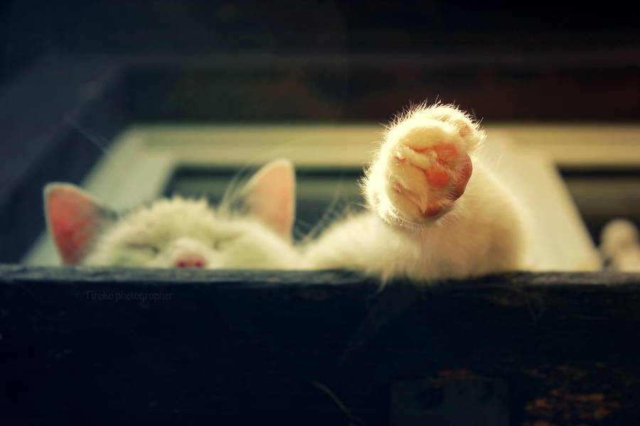 lazy by Tiroko lazy by Tiroko