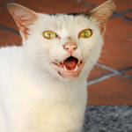 Indian Quarter kitty - Singapore by wildplaces