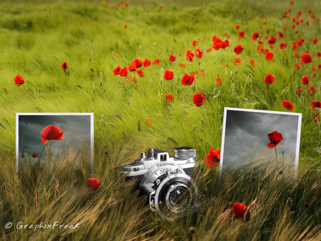 Flower Field by GraphixFreak
