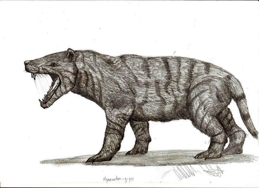 Hyaenodon gigas by Teratophoneus