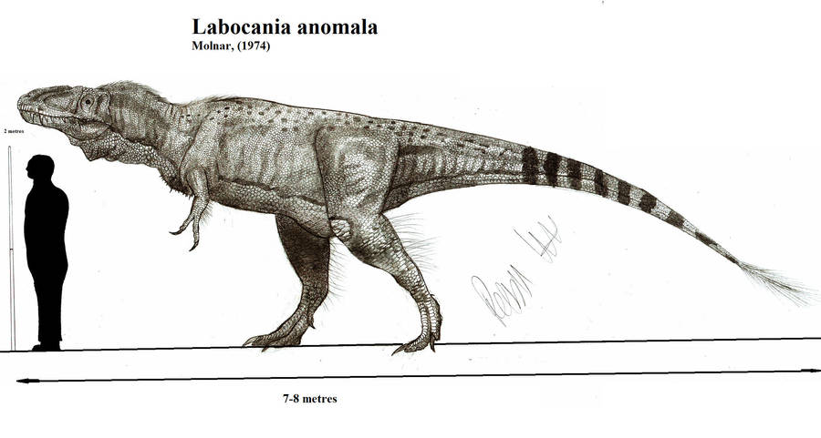 Labocania anomala by Teratophoneus