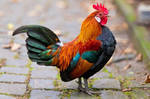 8048770-beautiful-rooster by Yamio